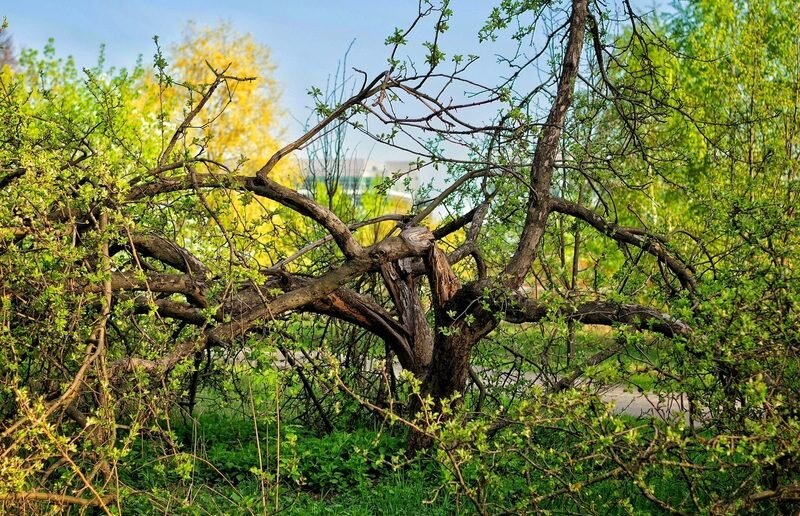 Старая яблоня. Фото: из открытых Интернет-источников