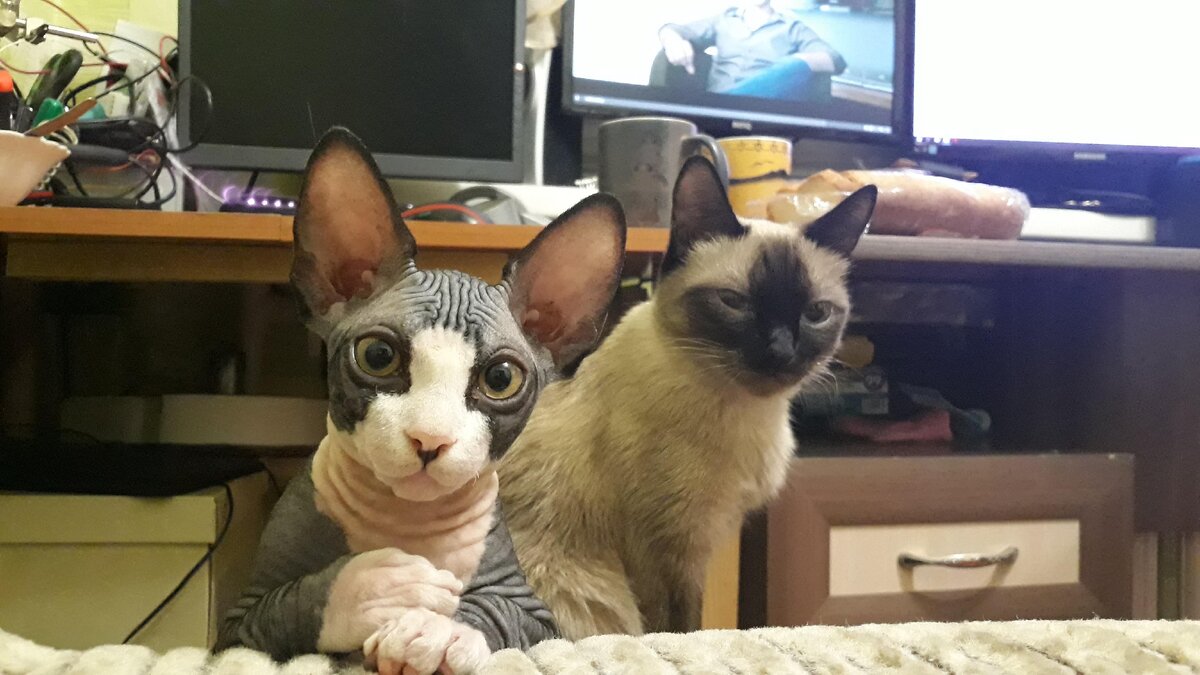 Мира в компании кошки Вася