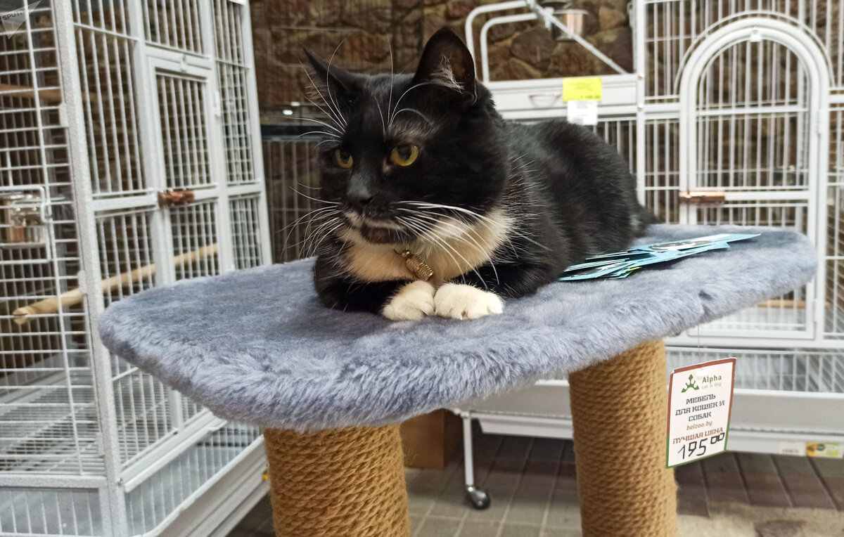 Пушистый продавец как будто контролирует работу сотрудника, но на самом деле любит бывать в центре внимания.