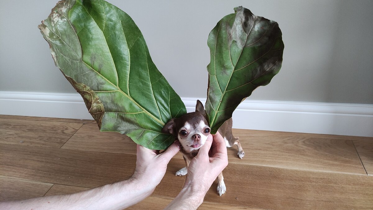 Я вас не слышу