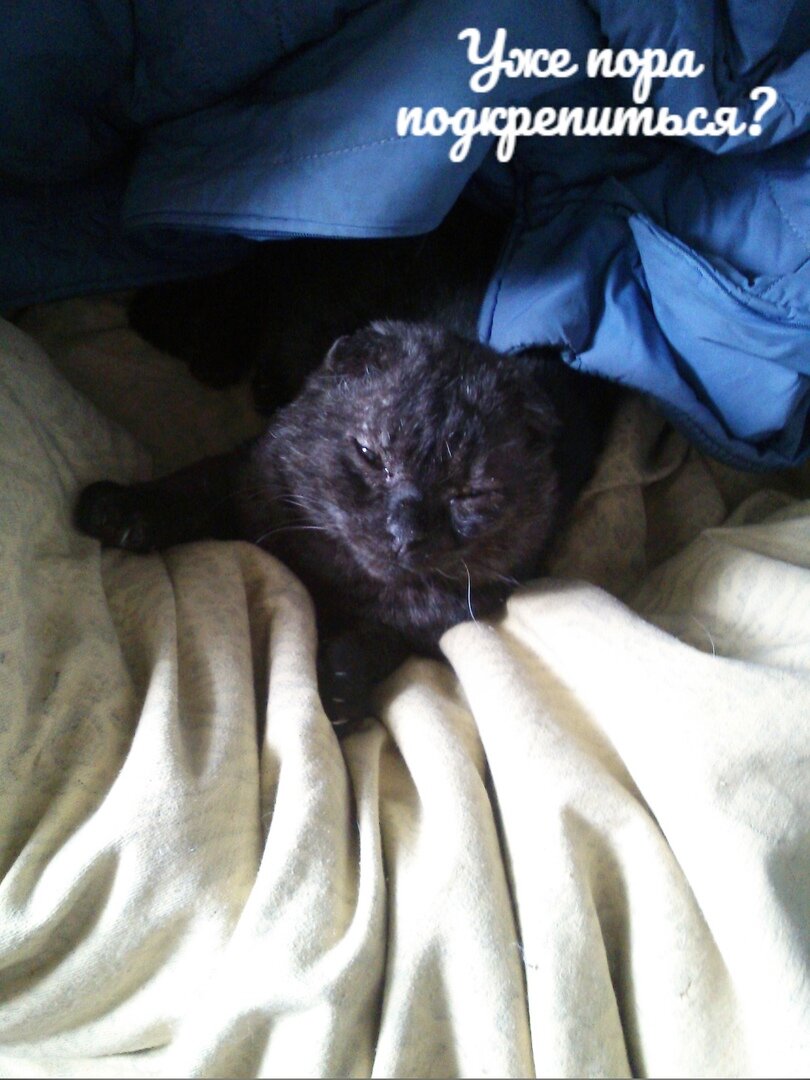 ТРИ СТАДИИ ПРОБУЖДЕНИЯ КОТА