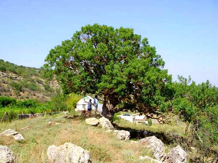 Старое фисташковое дерево. Источник https://national-travel.ru/wp-content/uploads/wtt-images/2019/01/6f5f3f6af3a87e4ab63109ee3741c2ca.jpg