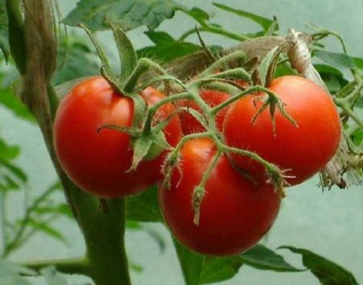 Сорта томатов для северных регионов: ранние, холодостойкие