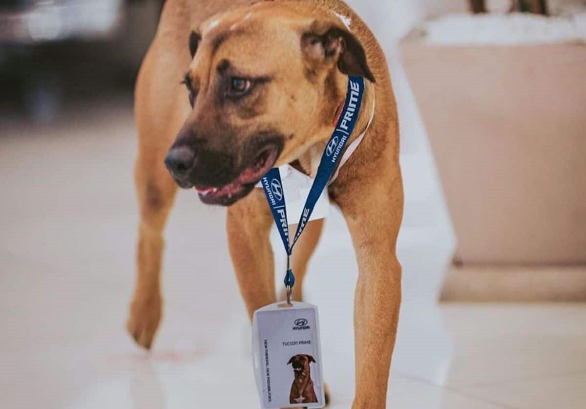 Как и у каждого сотрудника, у Тусона есть свой именной бейдж