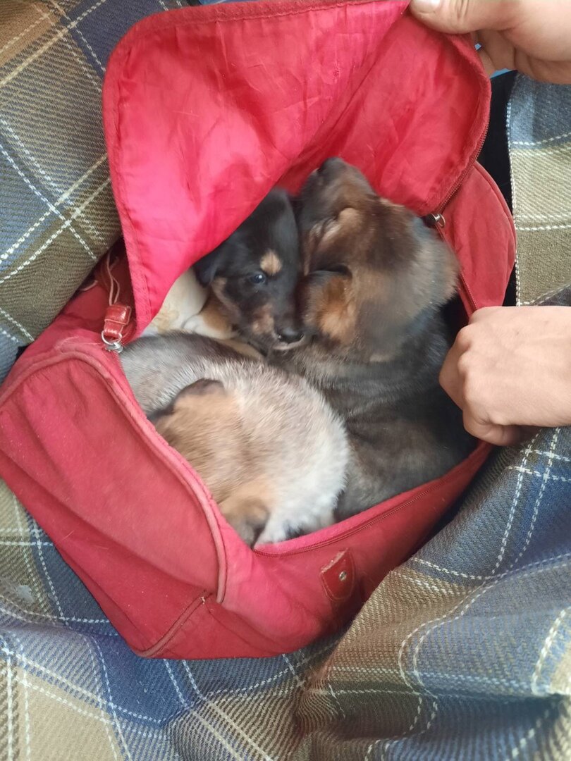 вот они, две девочки и мальчишка...