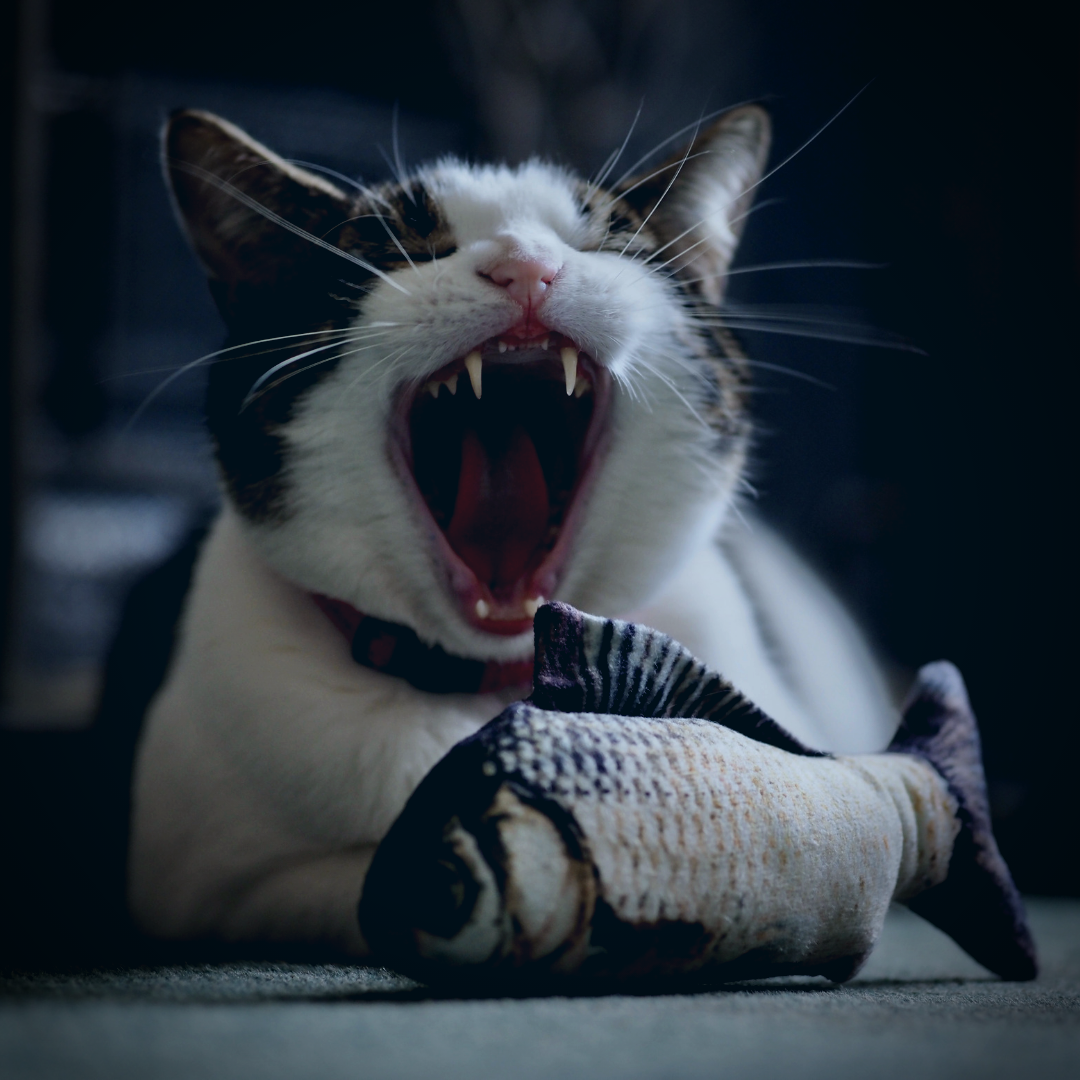 “Время, проведенное с кошкой, никогда не потеряно даром.„ - Сидони-Габриэль Колетт. Картинка сделана с помощью сайта - canva. 