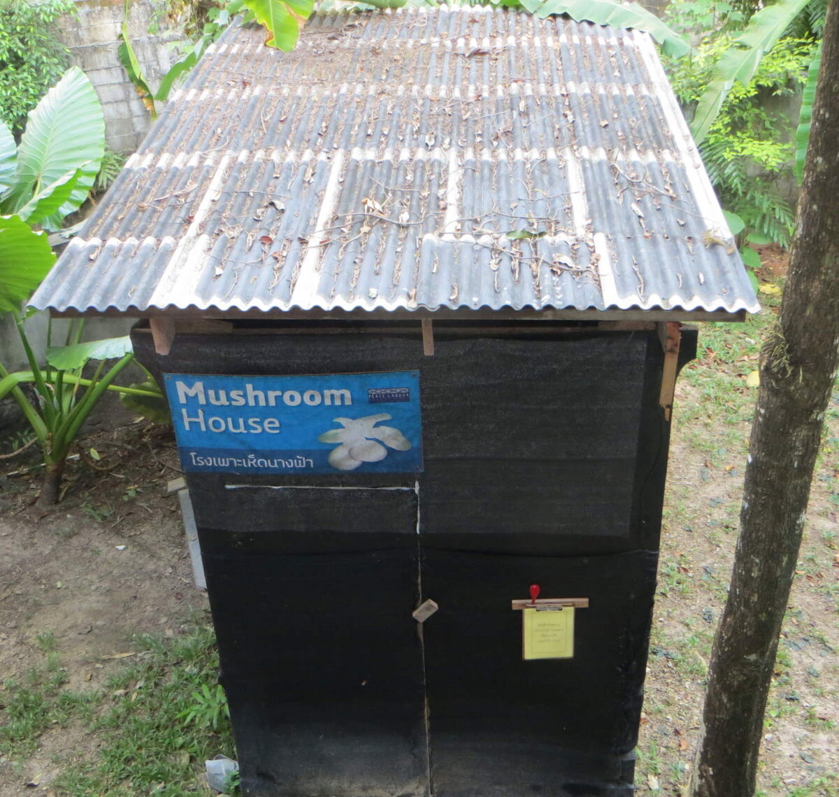 грибная мини ферма