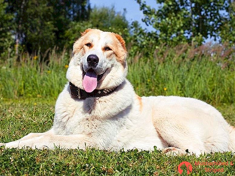 Изображение из Яндекса картинки