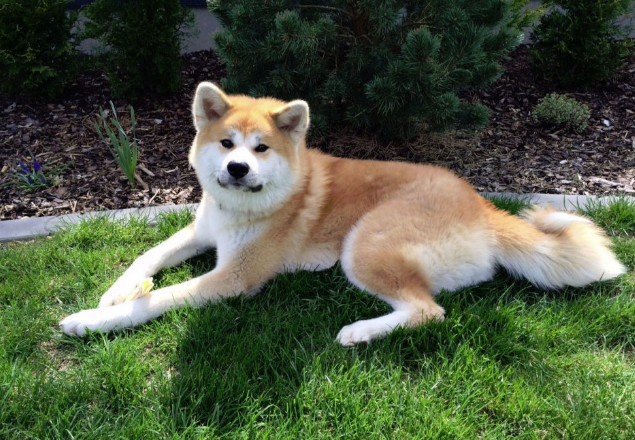 Каковы шансы современной собаки на выживание в дикой природе? Узнайте, что случится с вашим домашним питомцем, если он окажется на воле