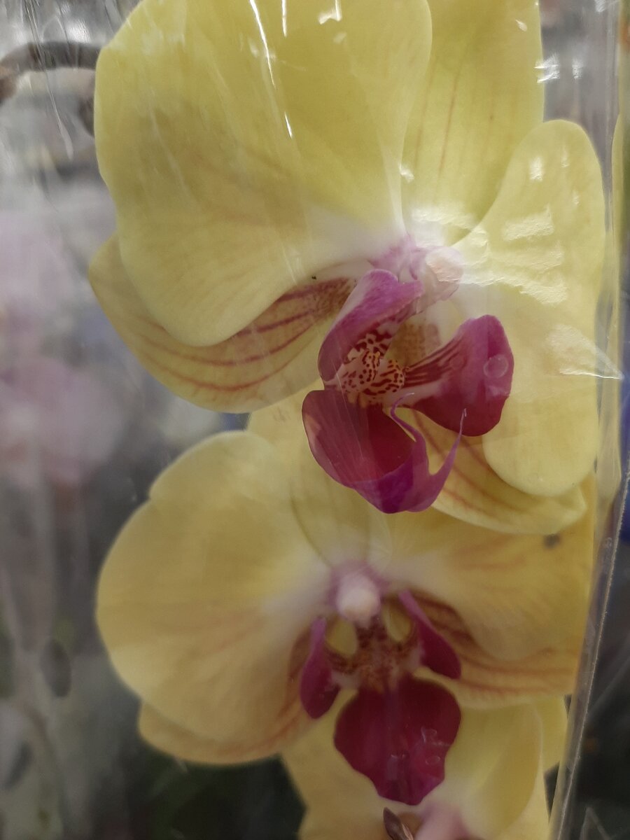 Вы приобрели орхидею, она будет радовать вас многие годы, если вы будете правильно за ней ухаживать. 