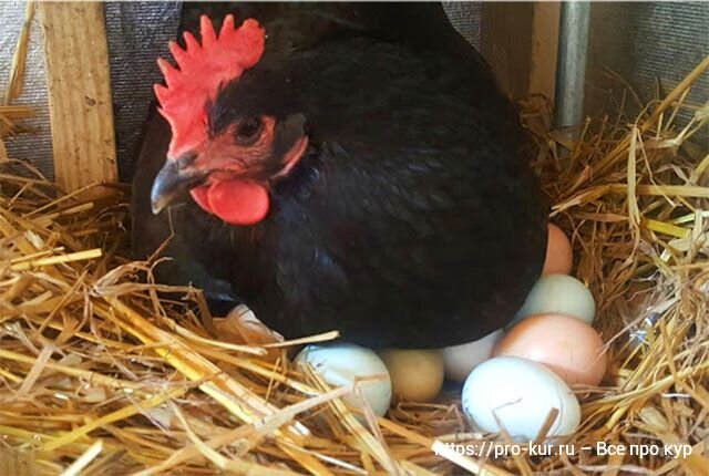 Добрый день, опытные и начинающие птицеводы! Как определить, что курица села на яйца в гнезде, хочет выводить цыплят? Читайте 10 признаков того, что несушка действительно стала наседкой.