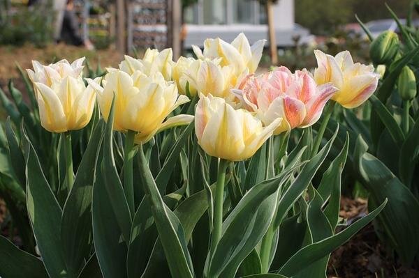 Тюльпаны Маша: особенности и характеристики сорта, тонкости посадки и выращивания, отзывы