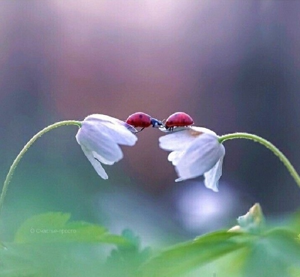 Жизнь полна маленьких чудес. Стоит только снизить скорость своей суеты (интернет)