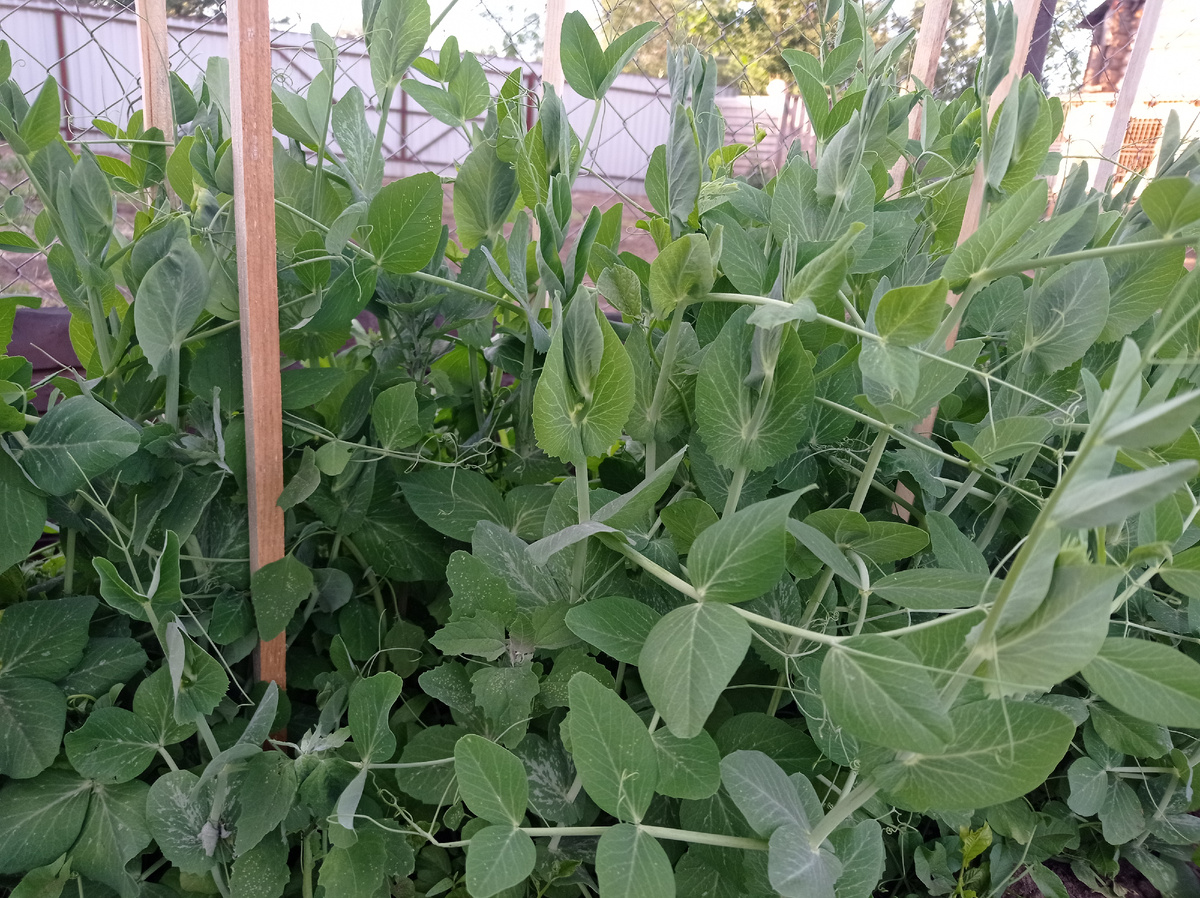 Личный архив