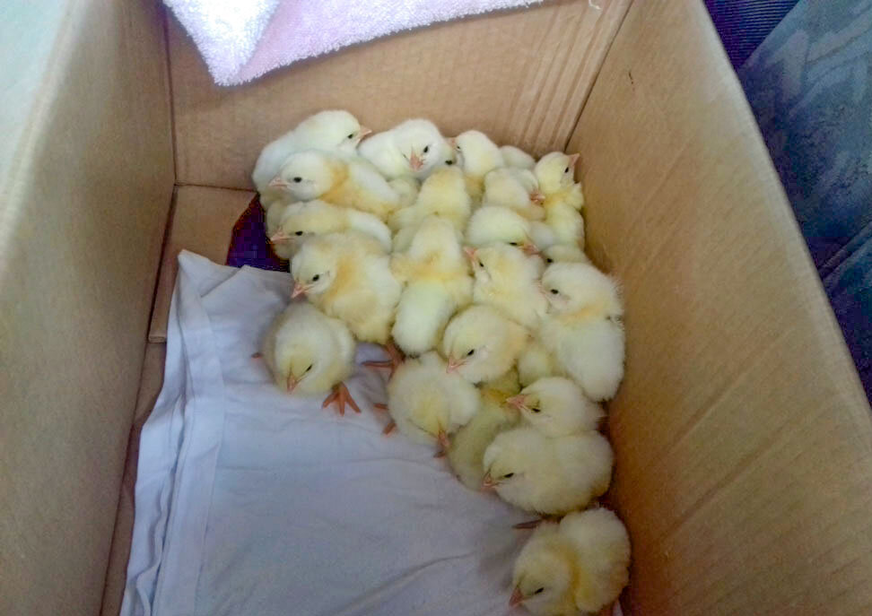 Дорогу в 50 км перенесли отлично