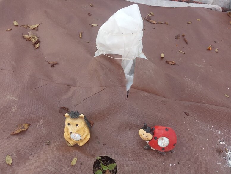 Рододендрон готов к зиме