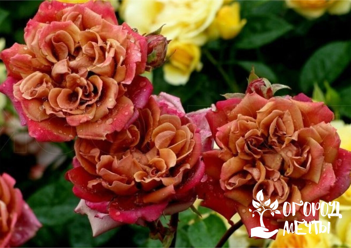Шикарные садовые розы: семь самых красивых сортов японской селекции!