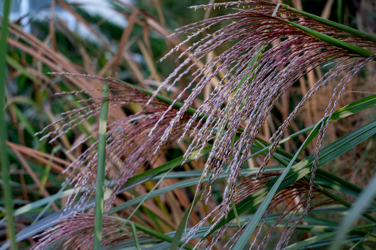 Мискантус зебрина в моем саду 26.10.2021.