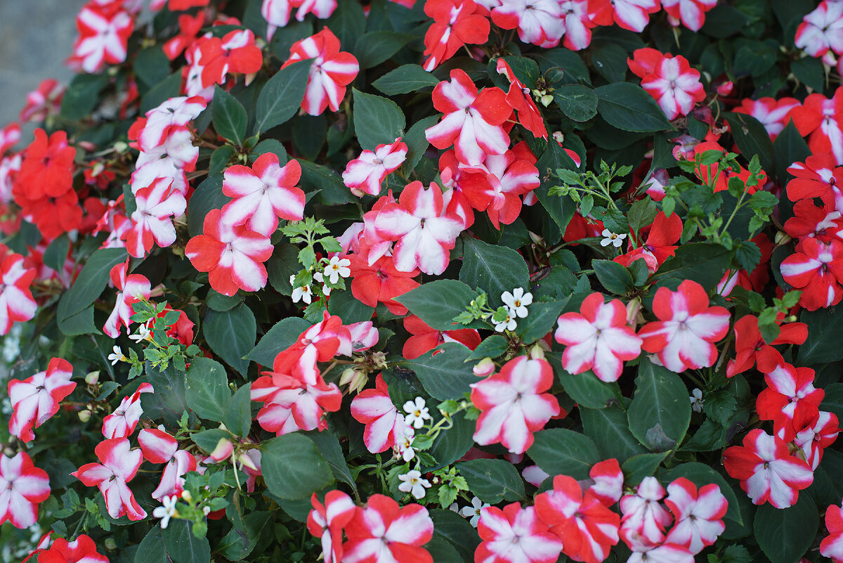 Бальзамин (Импатиенс) ампельный Хайлайт Ред Стар