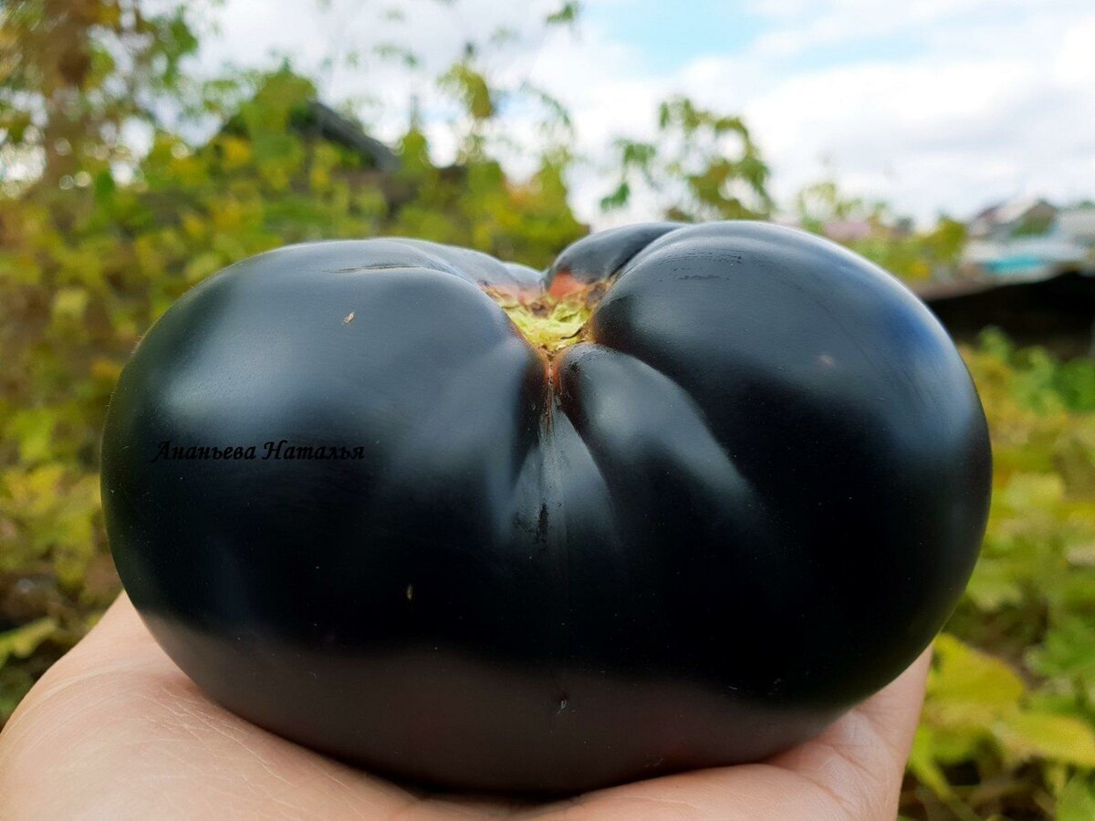 томат черное фото