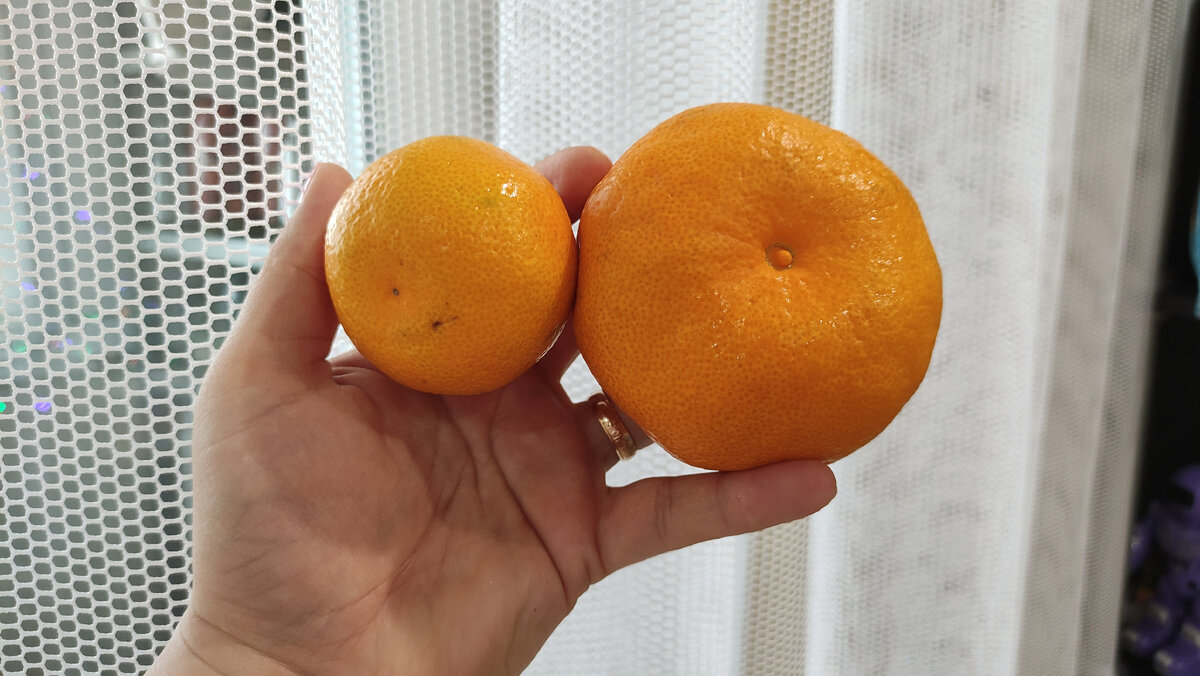 Мандарины польза для мужчин. Клементины и мандарины отличие. Лимон и мандарин отличия. Какие лучше брать апельсины. Как отличить мандарин от гибрида.