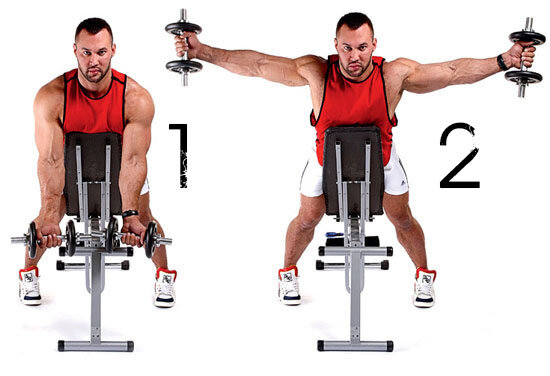 На изображении видно, что при таком положении корпуса в пространстве именно средняя дельтовидная мышца находится сверху, и при отведении нагрузка будет приходиться на нее. Такая техника выполнения является безопасной для надостной мышцы плеча.