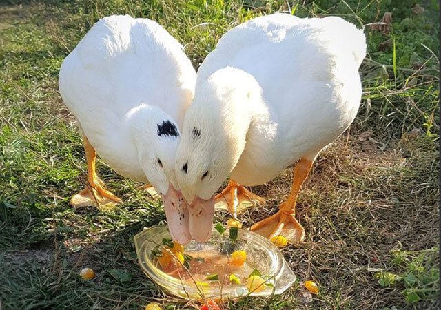 Утка Мулард Описание Породы Отзывы Фото