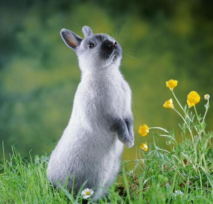 Стоит ли заводить кролика в квартире, плюсы или минусы Человеку не свойственно прислушиваться к чужому мнению.