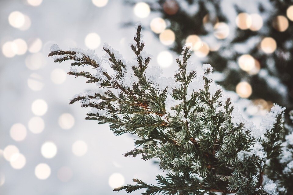 Изображение из открытого источника. Pixabay