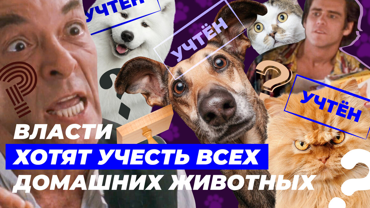 Обложка видео «Власти хотят учесть всех домашних животных» 
