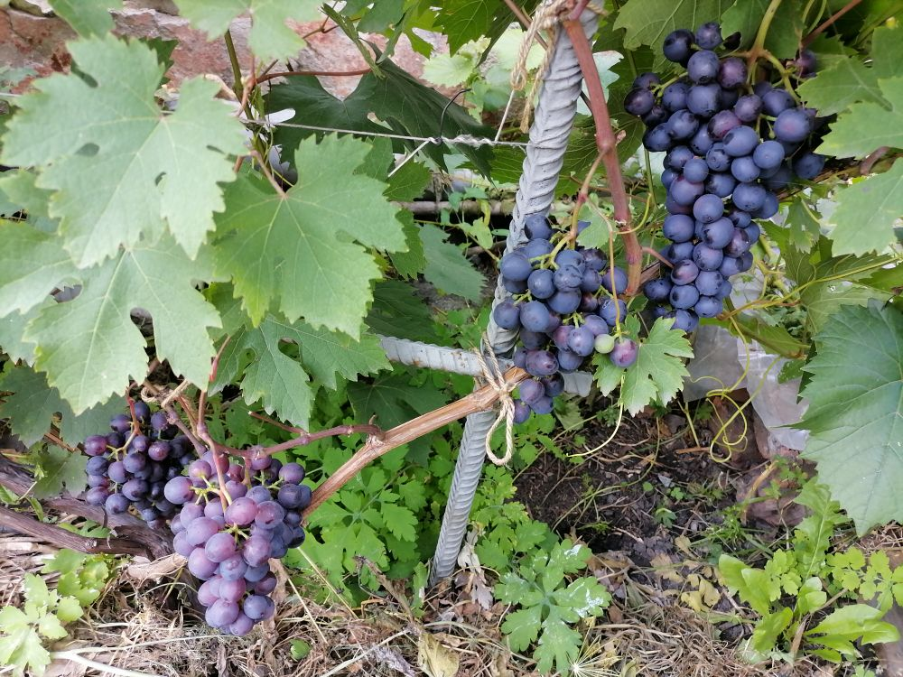 Формирование винограда, обрезка в картинках для начинающих