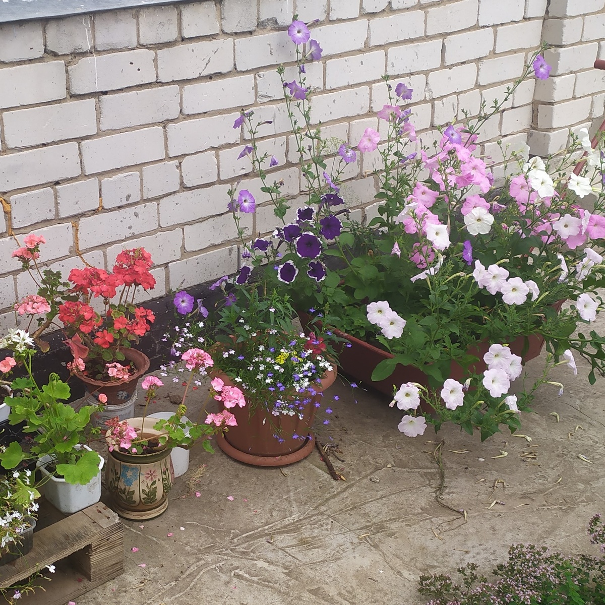 Лобелия в центре, белые и синие звездочки, цветет еще не в полную силу