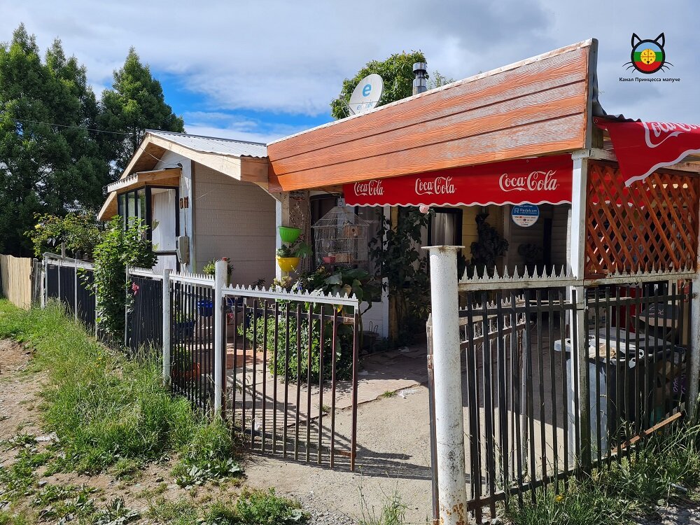 Магазин с попугаями в клетке по пути к дому