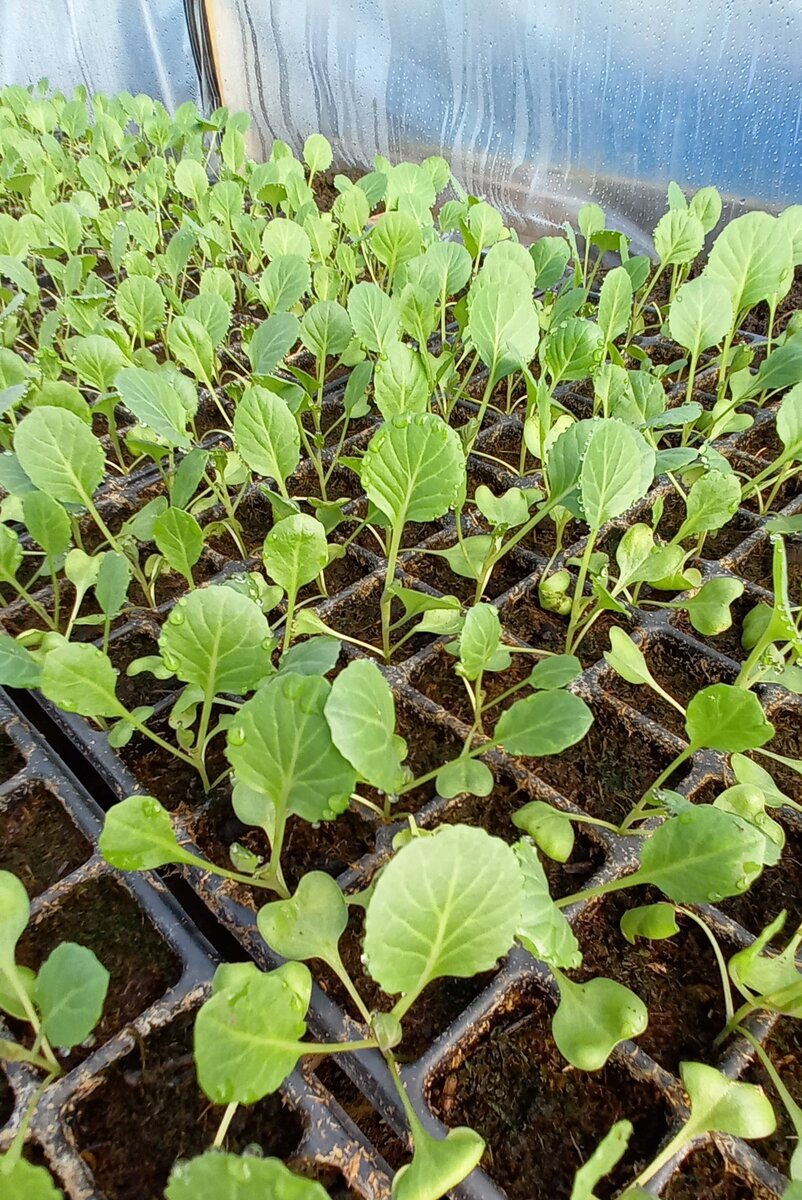 Ранняя капуста. Фото "От семя до плода"