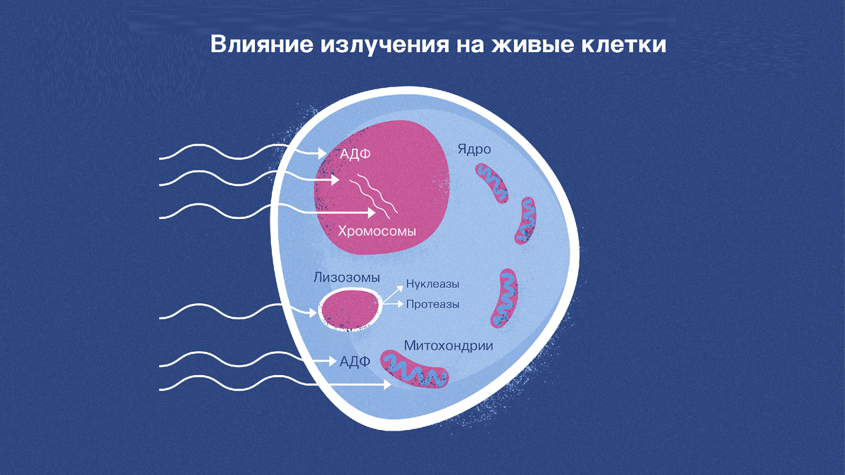 мужская сперма и ее влияние на женский организм фото 46