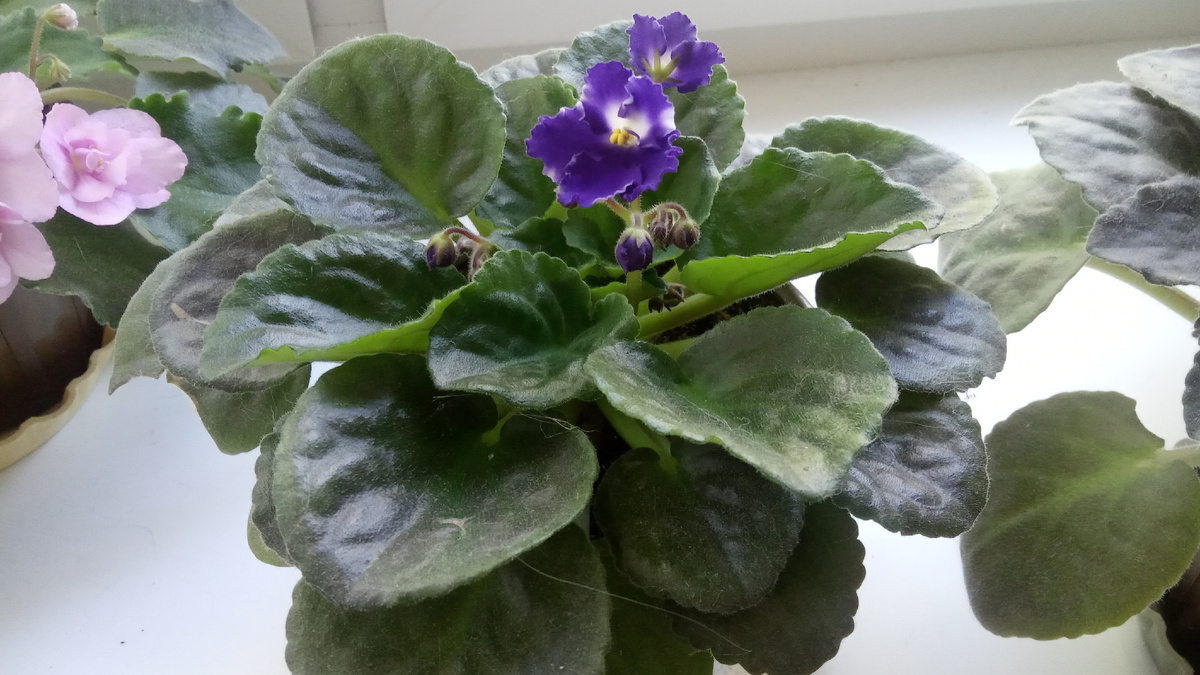 Вот это мои фиалочки