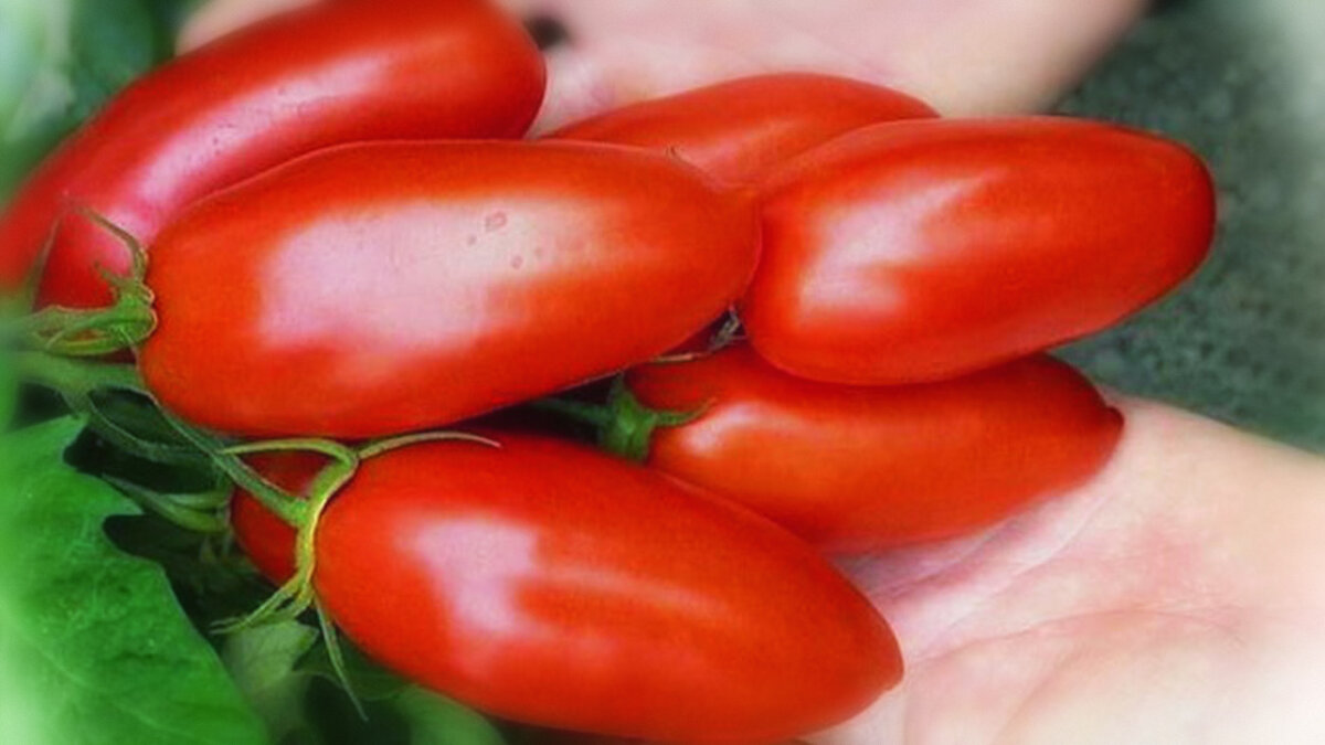 сорт помидор дамский угодник. дамский угодник томаты описание отзывы. упаковка семян томат дамский угодник. дамский угодник томаты описание отзывы. томат дамский угодник характеристика.