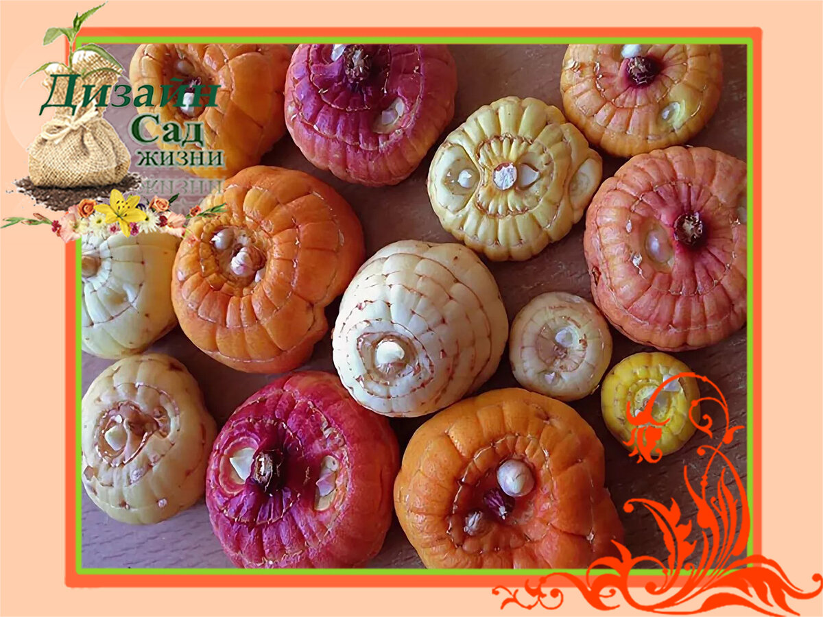 Высадка клубнелуковиц гладиолусов