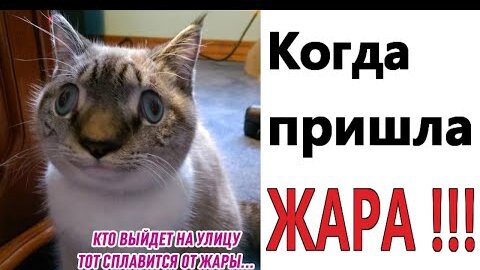 КОГДА ПРИШЛА ЖАРА!!!  Лучшие МЕМЫ, ПРИКОЛЫ, шутки, смешные истории от Доми шоу