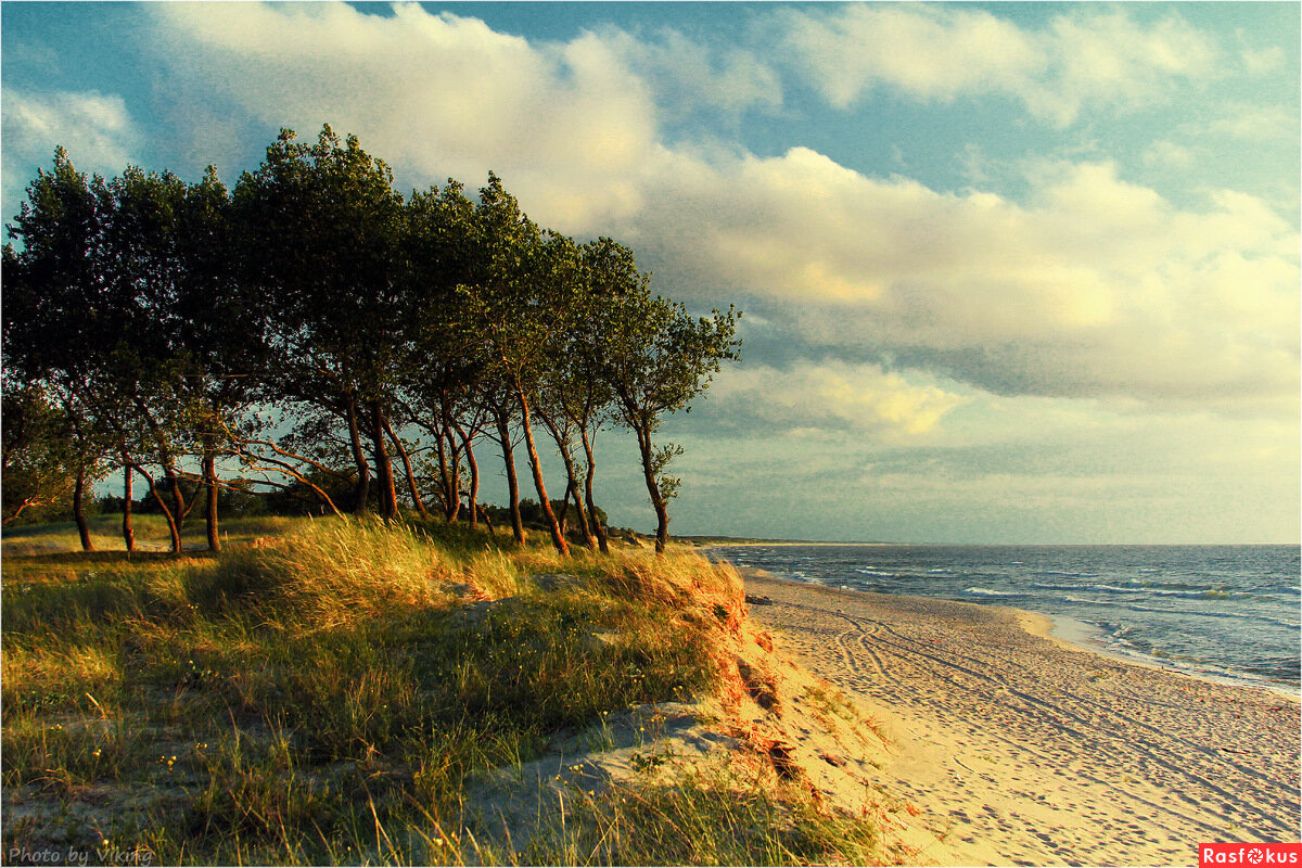 Природа балтийского моря. Балтийск Куршская коса. Балтийская коса Калининградская область. Балтийская коса и Куршская коса. Западная Куршская коса Балтийского моря.