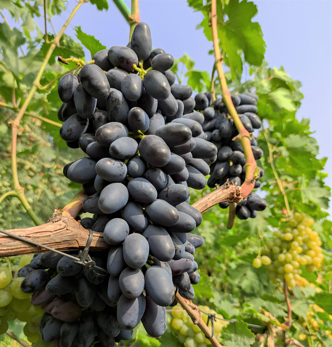 Я свой выбор, кажется, уже сделала - хочу четыре таких же прекрасных гроздей у себя на лоджии!