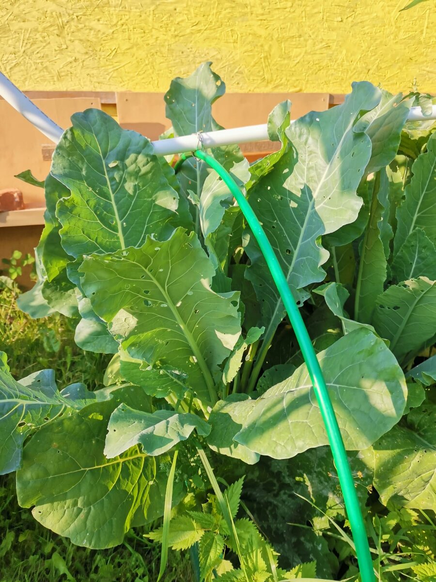 Вот такая капуста... 