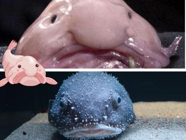 20 de fapte ciudate și înfricoșătoare despre ocean pe care le veți afla astăzi