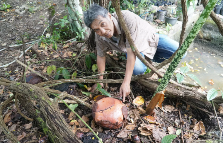        Rafflesia arnoldii                 ,  ,   ,   .