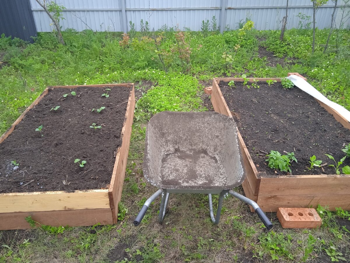 Высокие грядки - идеальный вариант, когда нужно что-то посадить, не удаляя дернину. 