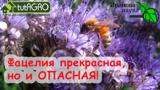 АЗБУКА СИДЕРАТОВ. Ч.2. Фацелия. Земля как пух и замена 30 тонн навоза, но худший сидерат для картофеля. Посев фацелии для ее полной силы.