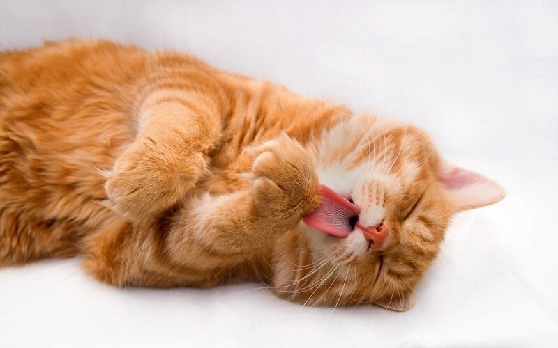 фото: http://udivitelno.com. Рыжий курильский бобтейл