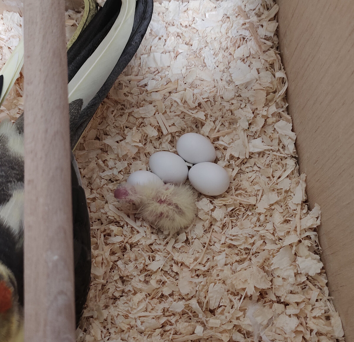 Эту фотографию я делала уже утром 1 ноября.