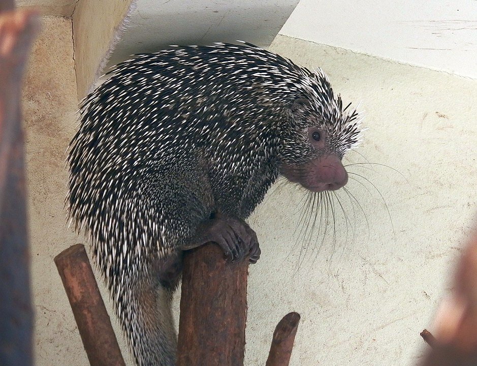 Цепкохвостый дикобраз. Фото Jik jik, https://commons.wikimedia.org/w/index.php?curid=40107539