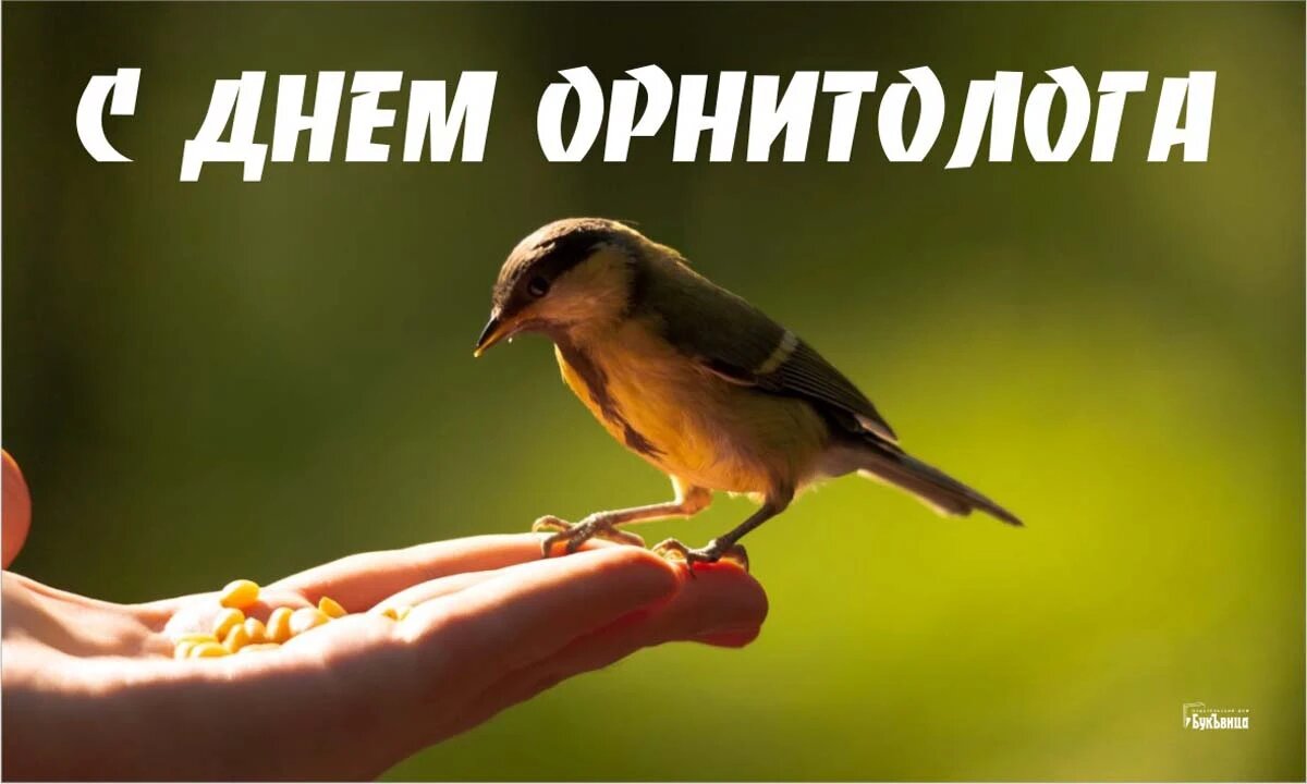 День орнитолога. Иллюстрация: «Курьер.Среда»